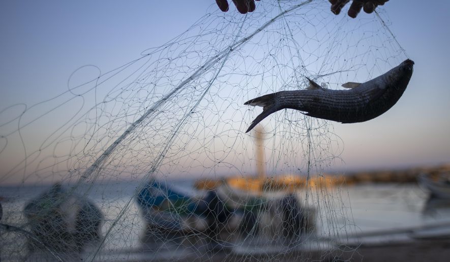 Fishermen remove fish from nets after returning from a fishing trip on the Mediterranean Sea, in the Israeli Arab village of Jisr al-Zarqa, Israel, in the early morning of Thursday, Feb. 25, 2021. After weathering a year of the coronavirus pandemic, an oil spill in the Mediterranean whose culprits remain at large delivered another blow for the fishermen of Jisr al-Zarqa. (AP Photo/Ariel Schalit)