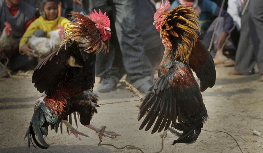 FILE- In this Jan. 21, 2011 file photo, people watch a cock fight during the Jonbeel festival in Jagiroad, about 75 kilometers (47 miles) east of Gauhati, north eastern Assam state, India. A man was killed by a rooster with a blade tied to its leg during an illegal cockfight in southern India, police said, bringing focus on a practice that continues in some Indian states despite a decades-old ban. (AP Photo/Anupam Nath, File)