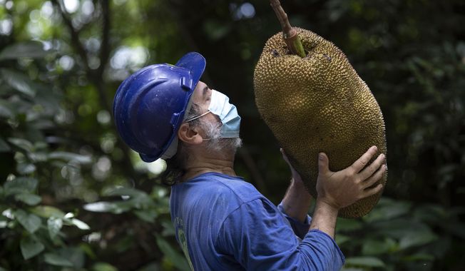 Pedro Lobao holds a jackfruit he harvested on the grounds of the state&#x27;s government palace in Rio de Janeiro, Brazil, Wednesday, Feb. 10, 2021. Lobão is part of the Hands in the Jackfruit organization that promotes the culinary use of the fruit. (AP Photo/Silvia Izquierdo)