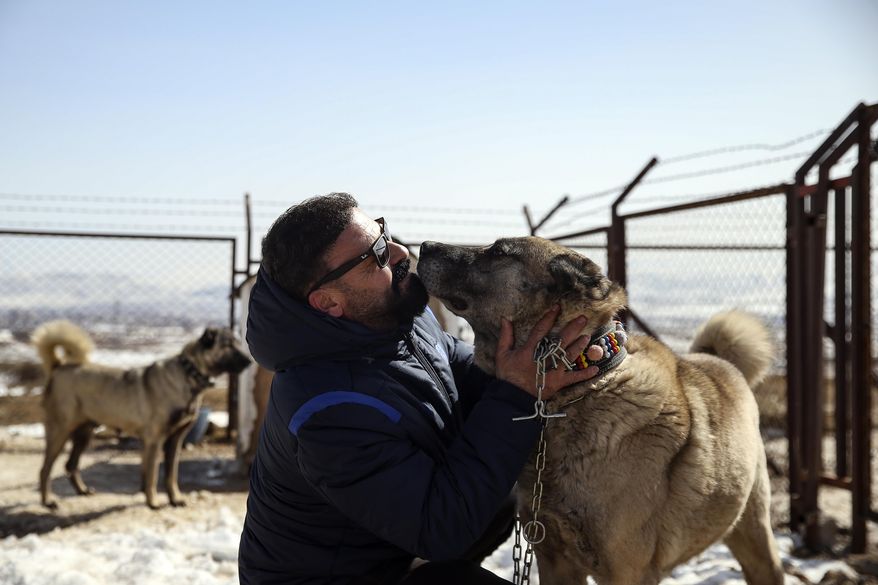 Huseyin Yildiz, 50, plays with a shepherd dog of the "Sivas Kangal" breed, at his breeding farm in Sivas, in the central Anatolian province of Turkey, some 450km east of the capital, Ankara, Thursday, Feb. 25, 2021. Turkey considers the sand-coloured, muscular and livestock-guarding animals as its national dog. The Mastiff-like creatures are predominantly used to protect herds of livestock and they're also used for personal protection and to fend off wolves - the Kangals are known to have one of the strongest bite force of any dog. (AP Photo/Emrah Gurel)