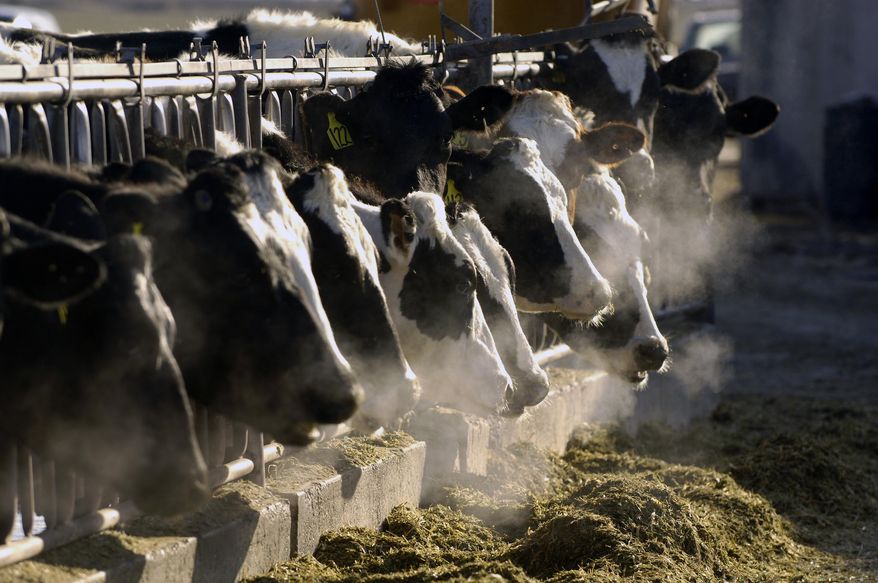 FILE- In this March 11, 2009, file photo, a line of Holstein dairy cows feed through a fence at a dairy farm outside Jerome, Idaho. A Senate panel has approved legislation that's the product of more than 400,000 cows and some 50 million pounds a day of cow manure. The Senate Agricultural Affairs Committee voted Thursday, March 4, 2021, to send to the full Senate the bill requiring state officials to consider economic ramifications when imposing pollution regulations on farms and ranches, many of which produce cow manure. (AP Photo/Charlie Litchfield, File)