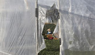 A migrant worker works inside a greenhouse at a farm in Pocheon, South Korea on Feb. 8, 2021. Activists and workers say migrant workers in Pocheon work 10 to 15 hours a day, with only two Saturdays off per month. They earn around $1,300-1,600 per month, well below the legal minimum wage their contracts are supposed to ensure. (AP Photo/Ahn Young-joon)