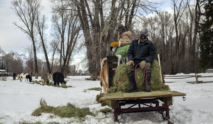 Gene Linn and his daughter, Laura Meadows, distribute a sled full of hay to livestock at the Linn Ranch near Wilson, Wyo., on Jan. 20, 2021. Recipients included nine Salers cattle, some donkeys and llamas formerly owned by late Jackson Hole resident Steve Romeo. (Kayla Renie/Jackson Hole News & Guide via AP)