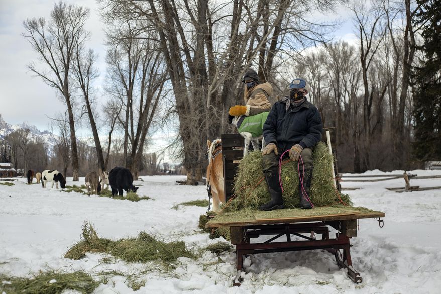 Gene Linn and his daughter, Laura Meadows, distribute a sled full of hay to livestock at the Linn Ranch near Wilson, Wyo., on Jan. 20, 2021. Recipients included nine Salers cattle, some donkeys and llamas formerly owned by late Jackson Hole resident Steve Romeo. (Kayla Renie/Jackson Hole News & Guide via AP)