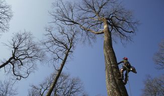 A forest worker climbs an oak in the Forest of Berce in the Loire region, Tuesday, March 9, 2021. In a former royal forest in France, four 200-year-old oaks are being felled for wood to reconstruct Notre Dame cathedral&#39;s fallen spire. (AP Photo/Thibault Camus)