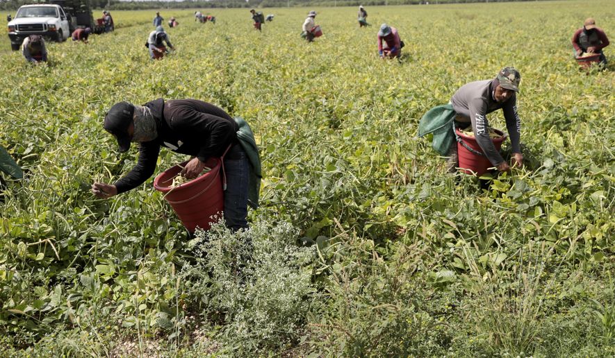 FILE - In this May 12, 2020, file photo, farmworkers harvest beans during the coronavirus outbreak in Homestead, Fla. Many U.S. health centers that serve agricultural workers across the nation are receiving COVID-19 vaccine directly from the federal government in a program created by the Biden administration. But in some states, farmworkers are not yet in the priority groups authorized to receive the shots. (AP Photo/Lynne Sladky, File)