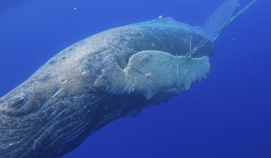 In this photo released by NOAA's Marine Mammal Health and Stranding Response Program is an entangled subadult humpback whale off the Hawaiian island of Maui, on Tuesday, March 9, 2021. A young humpback whale has been freed of about 100 feet of line entangled in its mouth and flipper. The National Oceanic and Atmospheric Administrations's Hawaiian Islands Humpback Whale National Marine Sanctuary coordinated the effort in partnership with local businesses and organizations, the Honolulu Star-Advertiser reported Wednesday, March 10, 2021. (NOAA MMHSRP permit #18786-05 via AP)