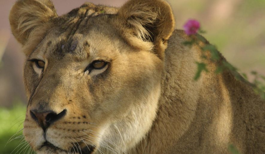 In this undated photo provided by the Phoenix Zoo, Cookie, an African lion, sits in here enclosure in Phoenix. Cookie, 22, has been euthanized at the zoo after developing irreversible spine issues, zoo officials said, Thursday, March 11, 2021. (McKenna Nischke/Phoenix Zoo via AP)