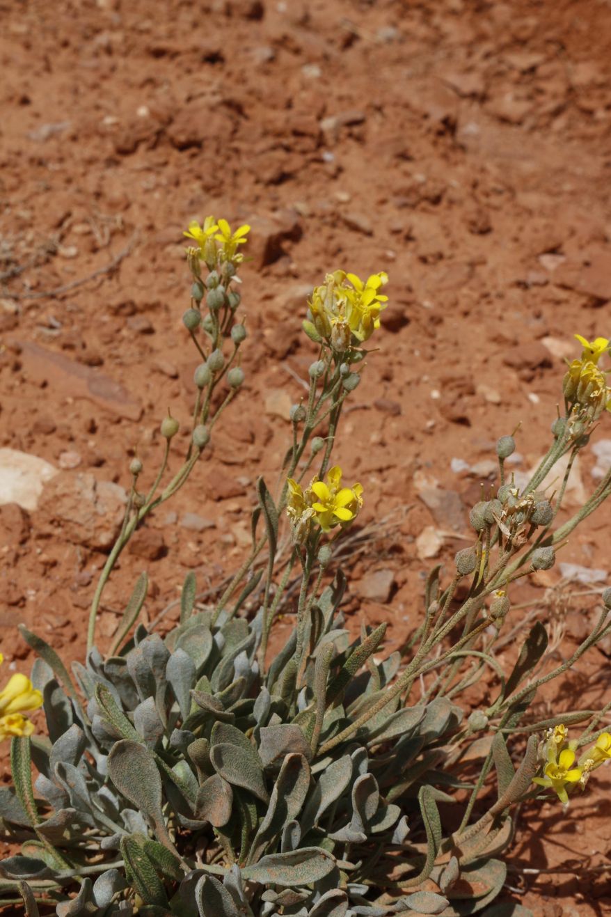In this undated photo provided by Peter Lesica, is a thick-leaf bladderpod, a small, flowering plant found in the arid foothills of the Pryor Mountains along the Montana-Wyoming border. Conservation groups are seeking federal protections for the plants after a mining project was proposed for the areas. (Peter Lesica via AP)