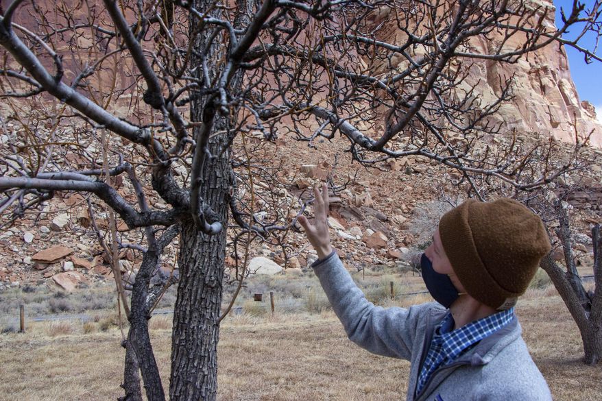 Fritz Maslan, park horticulturalist, looks at a tree during a gathering to discuss a proposed rehabilitation for the orchards on Thursday, March 4, 2021, at Capitol Reef National Park, in Fruita, Utah. (K. Sophie Will/The Spectrum via AP)