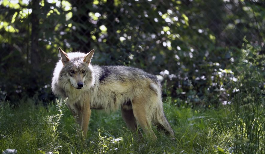 FILE - This May 20, 2019, file photo shows a Mexican gray wolf in Eurkea, Mo. Once on the verge of extinction, the rarest subspecies of the gray wolf in North America has seen its population nearly double over the last five years. U.S. wildlife managers said Friday, March 12, 2021, the latest survey shows there are now at least 186 Mexican gray wolves in the wild in New Mexico and Arizona. (AP Photo/Jeff Roberson, File)
