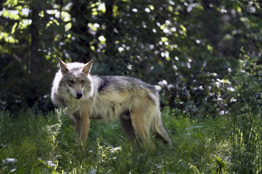 FILE - This May 20, 2019, file photo shows a Mexican gray wolf in Eurkea, Mo. Once on the verge of extinction, the rarest subspecies of the gray wolf in North America has seen its population nearly double over the last five years. U.S. wildlife managers said Friday, March 12, 2021, the latest survey shows there are now at least 186 Mexican gray wolves in the wild in New Mexico and Arizona. (AP Photo/Jeff Roberson, File)