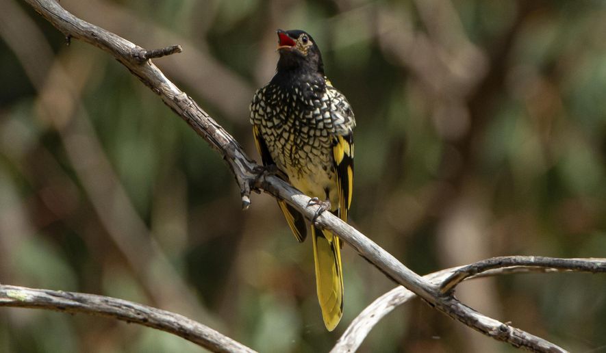 This 2016 photo provided by Murray Chambers shows a male regent honeyeater bird in Capertee Valley in New South Wales, Australia. The distinctive black and yellow birds were once common across Australia, but habitat loss since the 1950s has shrunk their population to only about 300 wild birds today. (Murray Chambers via AP)