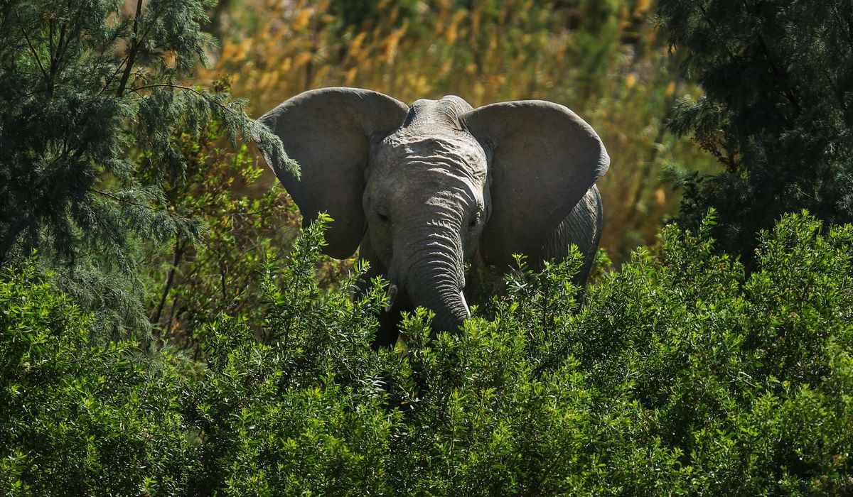 NextImg:South African trampled to death by elephant while protecting his grandchildren