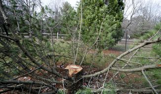 This Nov. 12, 2020 photo shows the stump of rare, 25-foot tall Algonquin Pillar Swiss Mountain pine tree which was cut down and stolen from the UW Arboretum in Madison, Wis.   UW-Madison police said Friday, March 26, 2021,  that three 19-year-old university students stole the tree as a “pledge” activity for the Chi Phi fraternity, which hasn&#39;t been recognized as an official student organization since 2015.   The three admitted to purchasing a chainsaw, renting a U-Haul and stealing the 25-foot Algonquin Pillar Swiss Mountain pine.    ( Steve Apps/Wisconsin State Journal via AP)
