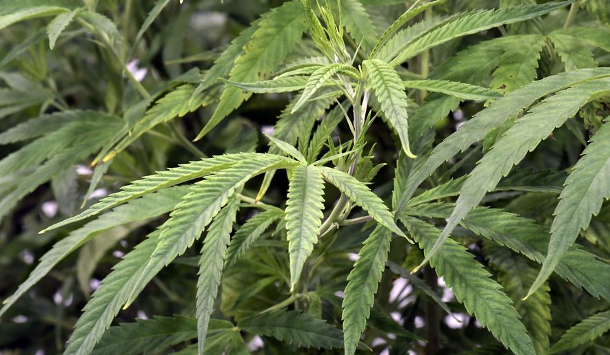 This Aug. 22, 2019, file photo shows medical marijuana plants during a media tour of the Curaleaf medical cannabis cultivation and processing facility in Ravena, N.Y. (AP Photo/Hans Pennink, File)