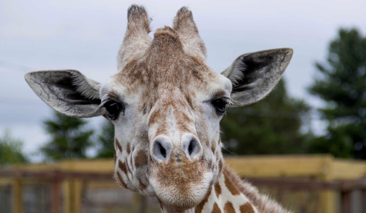 NextImg:WATCH: Giraffe snatches 2-year-old out of truck during Texas safari