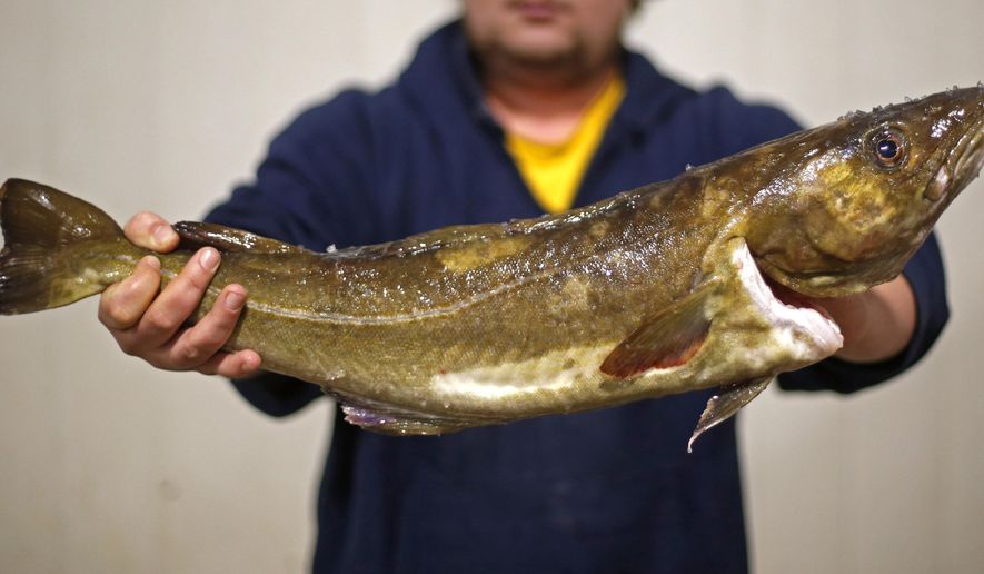This Oct. 29, 2015 file photograph shows a cod that will be auctioned off, held by Codie Small, at the Portland Fish Exchange in Portland, Maine. The Maine cod fishery, one of the oldest fisheries in the country, had its worst year in history in 2020. (AP Photo/Robert F. Bukaty)