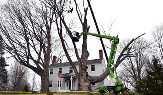Micum Davis is suspended in the air while working to cut down a sugar maple tree, in Kensington, N.H., Monday, April 5, 2021. The 100-foot-tall tree, believed planted in the late 1700s, was cut down for safety reasons. (AP Photo/Michael Casey)