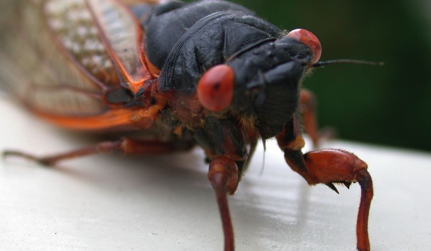 A cicada rests on a railing prior to continuing its journey. (AP Photo/Sean M. Bush)