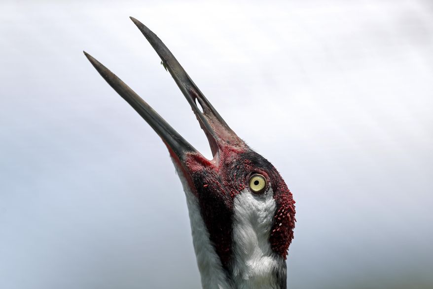 FILE - In this June 21, 2018 file photo, an adult whooping crane, a critically endangered species, lets out a defensive call, at the Audubon Nature Institute's Species Survival Center in New Orleans. Perennially endangered and for decades absent from these marshy wetlands, Louisiana’s whooping cranes can add another milestone to their long journey back from the brink of extinction: They survived 2020. (AP Photo/Gerald Herbert, Fiel)