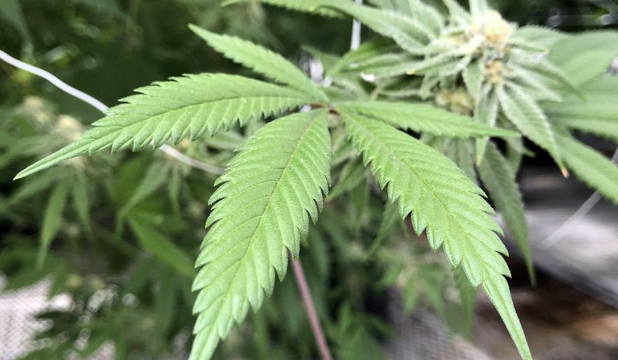 In this April 6, 2018, file photo, are the leaves of a marijuana plant inside Ultra Health's cultivation greenhouse in Bernalillo, N.M. New Mexico Gov. (AP Photo/Susan Montoya Bryan, File)