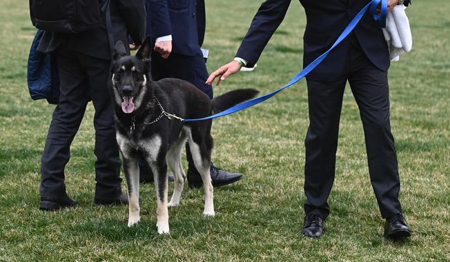 A handler walks Major, one of President Joe Biden and first lady Jill Biden&#x27;s dogs, on the South Lawn of the White House in Washington, Wednesday, March 31, 2021. (Mandel Ngan/Pool via AP) **FILE**