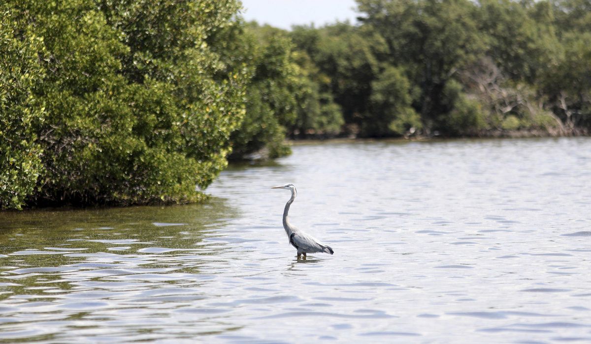NextImg:Florida sea surface heat could set modern world record if verified