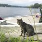 In this July 27, 2018 photo provided by Daryl Abbas, Arrow, a cat whose death has inspired legislation to put cats on equal footing with dogs, at least when they are run over, sits in Salem, N.H. Arrow&#39;s owner, New Hampshire State Rep. Daryl Abbas, is the sponsor of a bill that would require drivers who injure or kill cats to notify police or the animals&#39; owners. The reporting requirement already is in place for dogs. (Daryl Abbas via AP)