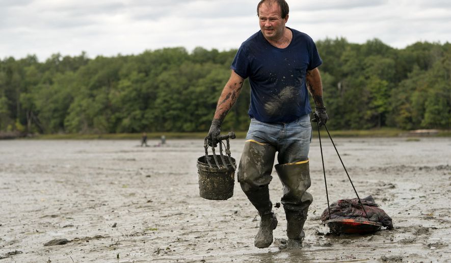 FILE - In this Sept. 3, 2020 file photo, clamdigger Mike Soule hauls bags of clams on a sled across a mudflat in Freeport, Maine. More New Englanders have dug in the tidal mudflats during the last year, but they're finding fewer clams. The coronavirus pandemic has inspired more people in the Northeastern states to dig for the soft-shell clams. (AP Photo/Robert F. Bukaty, File)