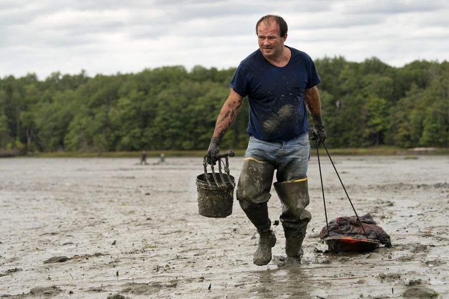 FILE - In this Sept. 3, 2020 file photo, clamdigger Mike Soule hauls bags of clams on a sled across a mudflat in Freeport, Maine. More New Englanders have dug in the tidal mudflats during the last year, but they're finding fewer clams. The coronavirus pandemic has inspired more people in the Northeastern states to dig for the soft-shell clams. (AP Photo/Robert F. Bukaty, File)
