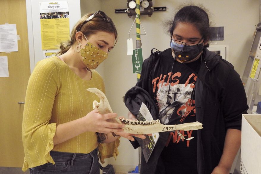 Assiniis Chosa, an 11th-grade student at Watersmeet High School in Watersmeet, Mich., right, looks at a moose jaw held by Michigan Technological University wildlife ecology and conservation senior Allie Johnson during a visit to campus in Houghton, Mich., on Tuesday, April 6, 2021. Because of the pandemic last year, Chosa had only gotten virtual presentations along with his classmates. Five presenters talked to them about careers in natural resources and engineering. (Garrett Neese/The Daily Mining Gazette via AP)