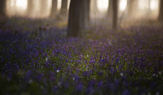 The sun rises between the trees as bluebells, also known as wild Hyacinth, bloom on the forest floor of the Hallerbos in Halle, Belgium, Tuesday, April 20, 2021. There is no stopping flowers when they bloom or blossoms when they burst in nature, but there are efforts by some local authorities to limit the viewing. Due to COVID-19 restrictions visits to the forest to see the flowers has been discouraged for a second year in a row. (AP Photo/Virginia Mayo)