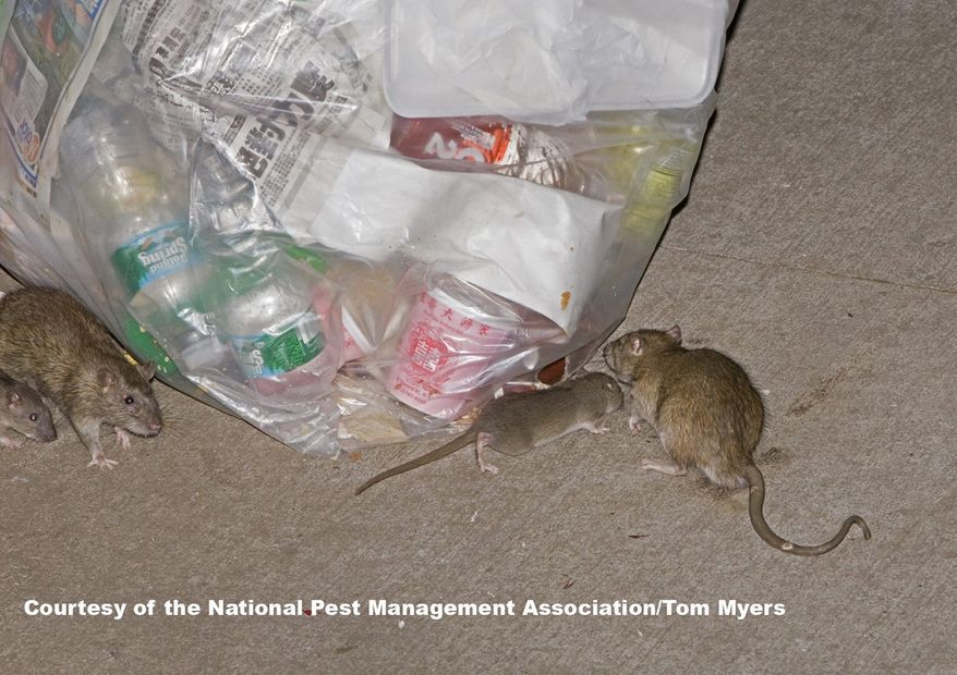 The number of complaints about rodents increased 30% last year during the pandemic when restaurants closed for indoor dining, and residents ate at home and threw away containers, the District’s top rat contol expert says. (Photo courtesy of Tom Myers of the National Pest Control Association)