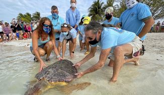In this photo provided by the Florida Keys News Bureau, Bette Zirkelbach, front left, and Richie Moretti, front right, manager and founder respectively of the Florida Keys-based Turtle Hospital, release &amp;quot;Sparb,&amp;quot; a sub-adult loggerhead sea turtle, Thursday, April 22, 2021, at Sombrero Beach in Marathon, Fla. The reptile was found off the Florida Keys in late January 2021 with severe wounds and absent a front right flipper. It was not expected to survive but was treated with a blood transfusion, extensive wound care, broad-spectrum antibiotics, IV nutrition and laser therapy. The turtle made a full recovery and was returned to the wild in conjunction with Thursday&#39;s Earth Day celebrations. (Andy Newman/Florida Keys News Bureau via AP)