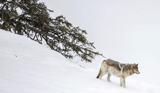 A wolf from the Wapiti Lake Pack surveys the scene near a roadside carcass on Feb. 20, 2021, in northern Yellowstone National Park, Wyoming. The park has resorted to aggressively hazing members of the pack that have shown little fear of humans, snowmobiles, snow coaches, and cars. (Ryan Dorgan/Jackson Hole News &amp;amp; Guide via AP)