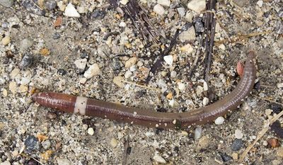 Crazy worms, also known as Asian jumping worms, have spread to multiple regions in the U.S. Scientists worry about the worms’ environmental impacts because the invasive species strips topsoil of nutrients that other plants, animals and fungi need to survive. (Susan Day/UW-Madison Arboregum)