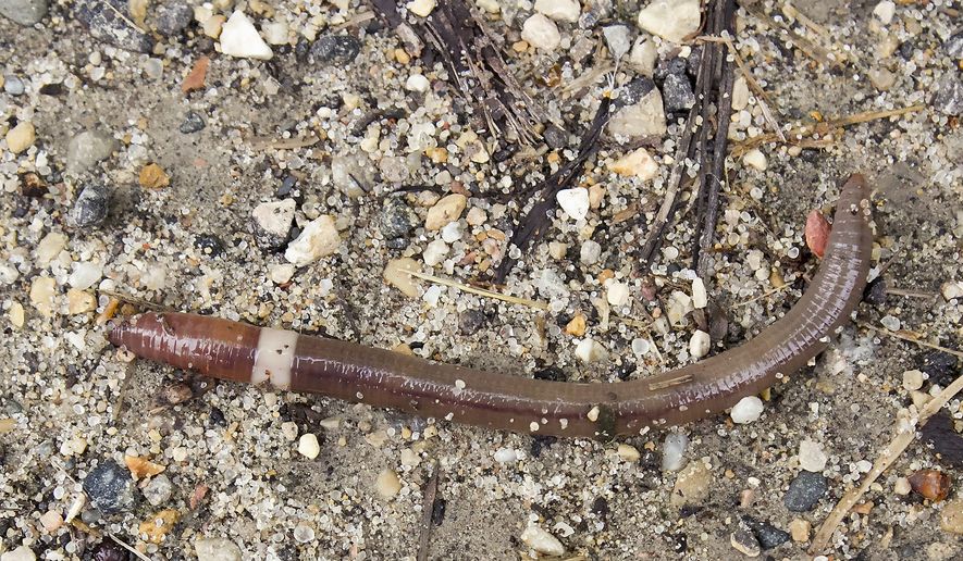 Crazy worms, also known as Asian jumping worms, have spread to multiple regions in the U.S. Scientists worry about the worms’ environmental impacts because the invasive species strips topsoil of nutrients that other plants, animals and fungi need to survive. (Susan Day/UW-Madison Arboregum)