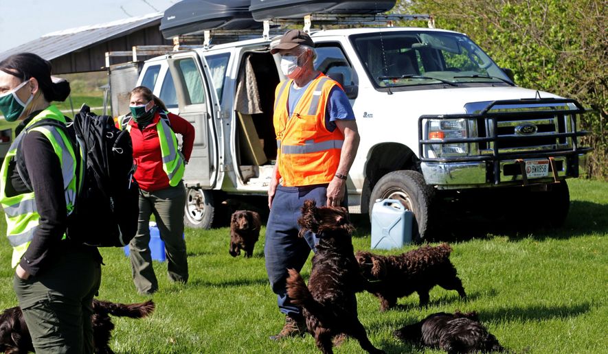 "I hunt turtles four months out of year. I live off the grid in Montana," said John Rucker, who gathers his group of Boykin spaniels before they hunt for box turtles with researchers from the St. Louis Zoo Institute for Conservation Medicine at the St. Louis Zoo WildCare Park, Wednesday, April 21, 2021, in North County, Mo. (Laurie Skrivan/St. Louis Post-Dispatch via AP)