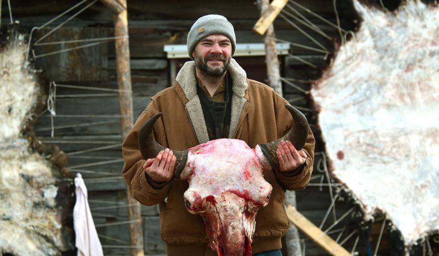 Jerry Moisin holds up a bison skull he skinned while taking part in the Buffalo Bridge Project near Gardiner, Mont., on Feb. 4, 2016. Since 2013, Buffalo Bridge has provided a unique service in the Gardiner Basin by scavenging bison hides, hooves, heads, ribcages, fat and internal organs from bison that hunters kill. From the scraps the members make bison jerky and bone broth. (Larry Mayer/The Billings Gazette via AP)