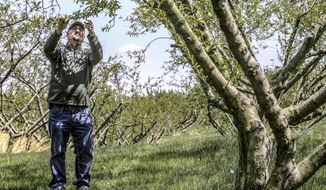 Kevin Trunnell inspects a limb with small peach buds on a peach tree in his orchard at Trunnell&#39;s Farm Market, Thursday, Apr. 22, 2021, in Utica, Ky. (Greg Eans/The Messenger-Inquirer via AP)