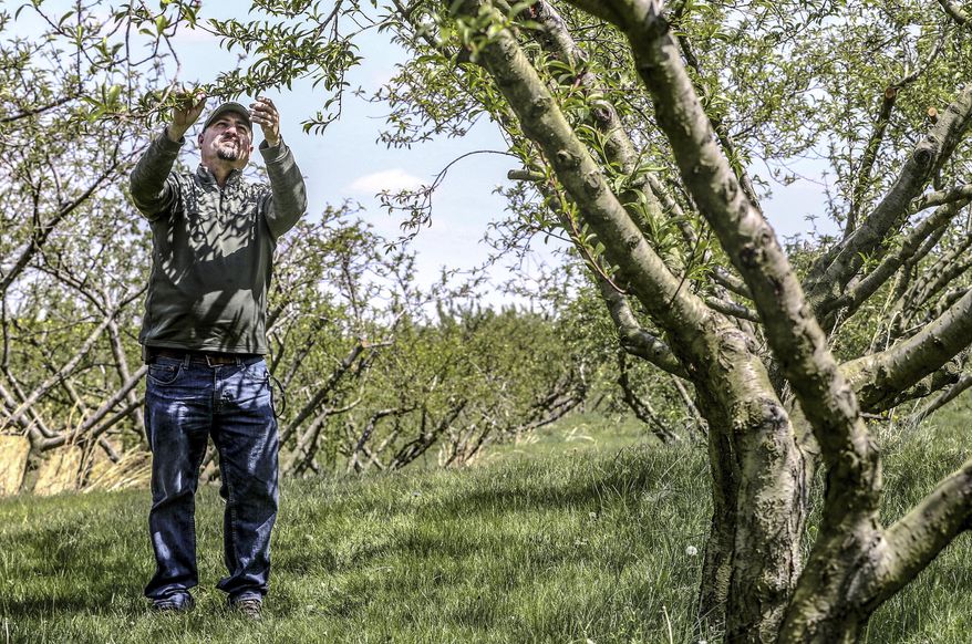Kevin Trunnell inspects a limb with small peach buds on a peach tree in his orchard at Trunnell's Farm Market, Thursday, Apr. 22, 2021, in Utica, Ky. (Greg Eans/The Messenger-Inquirer via AP)