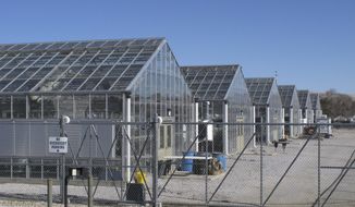 FILE - A series of greenhouses are pictured at the University of Nevada, Reno, where a rare desert wildflower is growing in this photo taken on Feb. 10, 2020, in Reno, Nevada. The Biden administration says a U.S. judge exceeded his authority when he ordered the Fish and Wildlife Service to decide by May 21, 2021, whether to formally propose endangered species protection and designate critical habitat for a rare desert wildflower at the center of a fight over a proposed lithium mine in Nevada. (AP Photo/Scott Sonner, File)