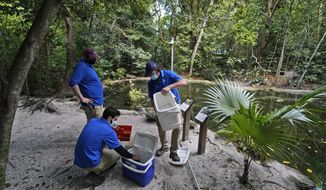 Inspectors pack water samples for testing at Simpson Park, Wednesday, May 5, 2021, near downtown Miami. Wildlife and environmental officials are trying to determine what killed thousands of koi and other exotic fish in several residential ponds and the park in a South Florida neighborhood last month. (AP Photo/Wilfredo Lee)