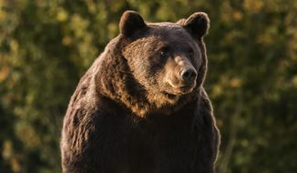 In this Oct. 2019 handout photo provided by NGO Agent Green, Arthur, a 17 year-old bear, is seen in the Covasna county, Romania. Romanian police will investigate a case involving Emanuel von und zu Liechtenstein, an Austrian prince who is reported to have &amp;quot;wrongly&amp;quot; killed the massive male bear in a trophy hunt on a visit to the country&#39;s Carpathian Mountains in March, 2021. (Agent Green via AP)