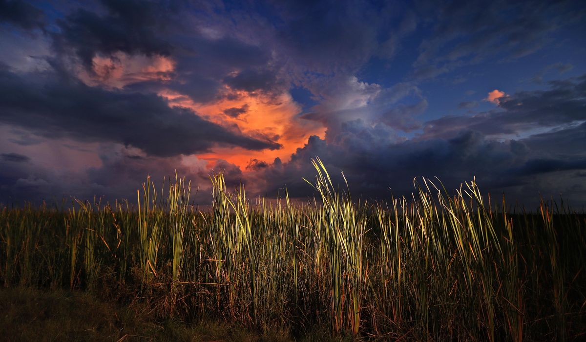 NextImg:Pilot rescued after crashing a small plane into the Florida Everglades