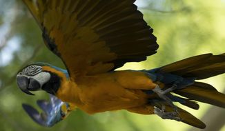 A blue-and-yellow macaw that zookeepers named Juliet flies outside the enclosure where macaws are kept at BioParque, in Rio de Janeiro, Brazil, Wednesday, May 5, 2021. Juliet is believed to be the only wild specimen left in the Brazilian city where the birds once flew far and wide. (AP Photo/Bruna Prado)