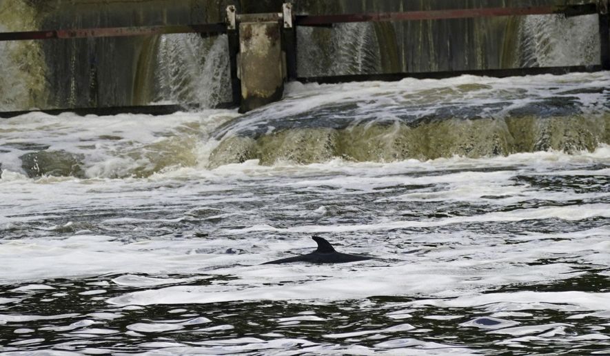 A Minke whale, which was freed on Sunday after it became stuck on Richmond lock's boat rollers but has remained in the Thames, is seen near Teddington Lock in London, Monday, May 10, 2021. A Port of London Authority spokesperson said a whale had never been seen this far up the Thames before, some 95 miles from its mouth. (Yui Mok/PA via AP)