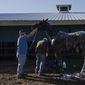 Kentucky Derby winner Medina Spirit is groomed after a morning exercise at Pimlico Race Course ahead of the Preakness Stakes horse race, Tuesday, May 11, 2021, in Baltimore. (AP Photo/Julio Cortez)
