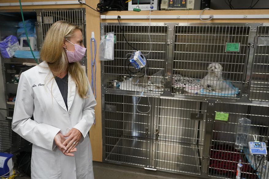 In this file photo, Dr. Katarzyna Ferry, left, looks over at a dog named Wendy who is being treated for a flare-up of Addison&#39;s disease, Monday, April 12, 2021, at the Veterinary Specialty Hospital of Palm Beach Gardens in Palm Beach Gardens, Fla. Forced to stay at home due to the pandemic, Americans adopted nearly 12 million pets last year meaning the average vet clinic saw nearly 400 new patients last year. (AP Photo/Wilfredo Lee)  **FILE**